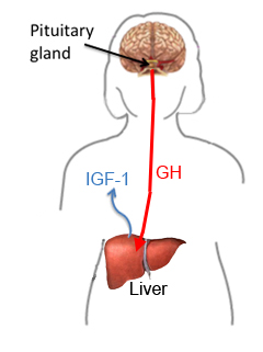 GH secretion and IGF-1 production