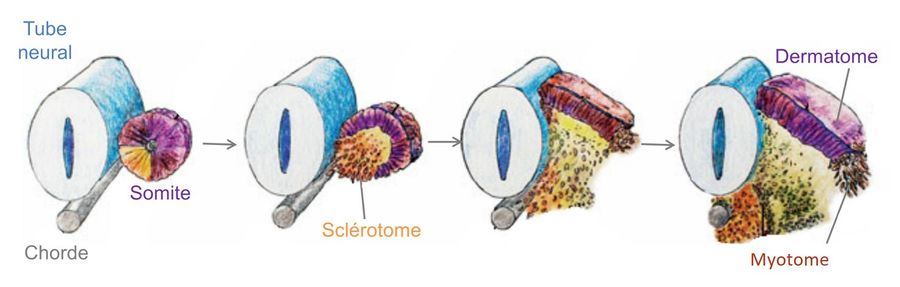 体节分化为皮片,sclerotome and myotome