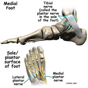 解剖学的脚踝和脚4. jpg