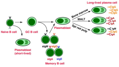 B细胞活化对plasma cell.png来说是幼稚的