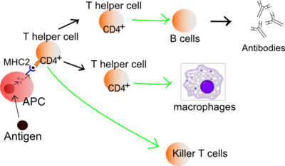 淋巴细胞激活简易程序.png
