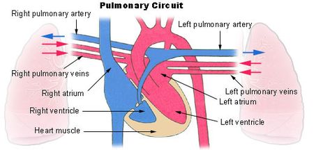 肺circuit.jpg